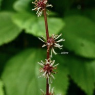 Boehmeria macrophylla.moyen l’ortie.bois de source noir. ( akènes ) urticaceae..jpeg